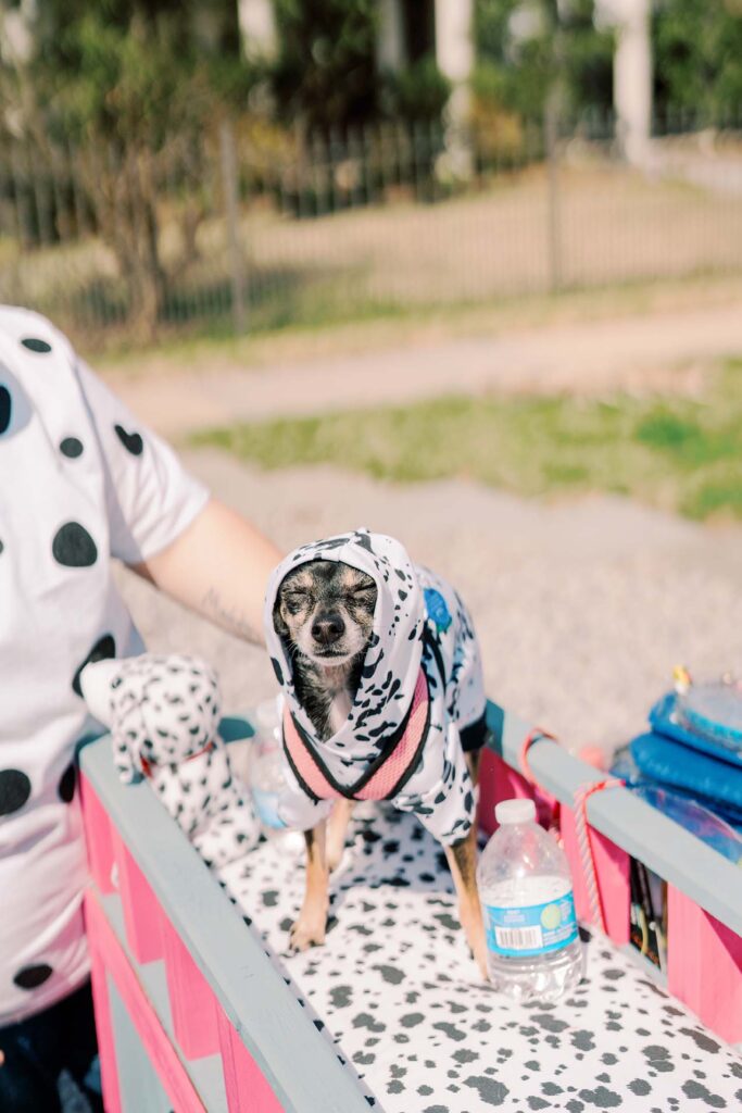 pup in dalmatian costume