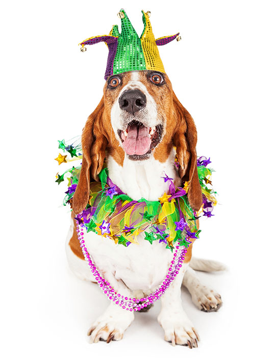 puppy dressed for Mardi 
Gras